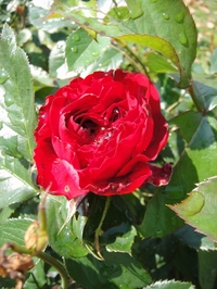 Blooming Rose ORI