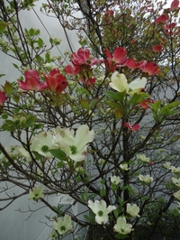 Red and white flowering dogwood