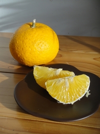 Delicious Summer Orange