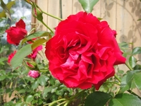 Beautiful Rose ORI