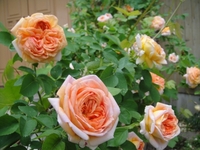 Rose Festival held at O.R.I. garden