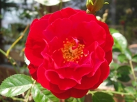 Crimson Rose 