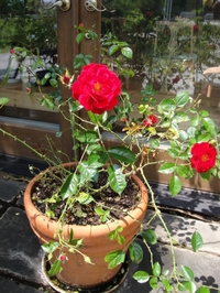Crimson Rose 