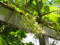 Flowers of Grapes