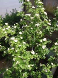 Blooming Japanese Rowan