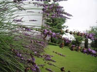 Best time to view Lavenders