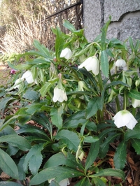 Christmas Roses Blooming One by One