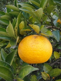 Delicious Summer Orange