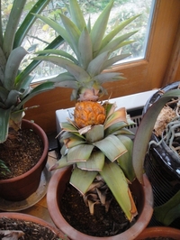First Pineapple This Year