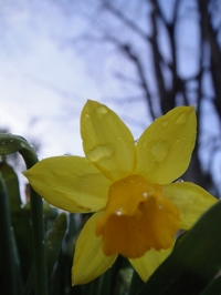 Narcissus Blooms in Snow