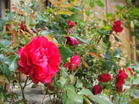 Beautiful Rose ORI