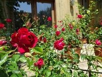 Best time to see Roses